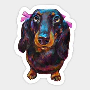 Roxy the Dachshund with her pink bow by Robert Phelps Sticker